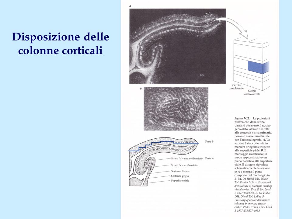 Il Sistema Visivo Ppt Video Online Scaricare